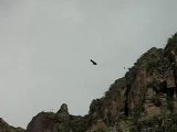 Vol de Condor