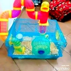 Meu-hamster-e-acessA?rios-