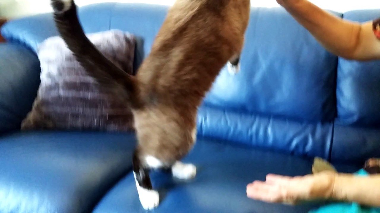 Cat siamese cute brush gatto siamese spazzola, gatto si spazzolata solo,