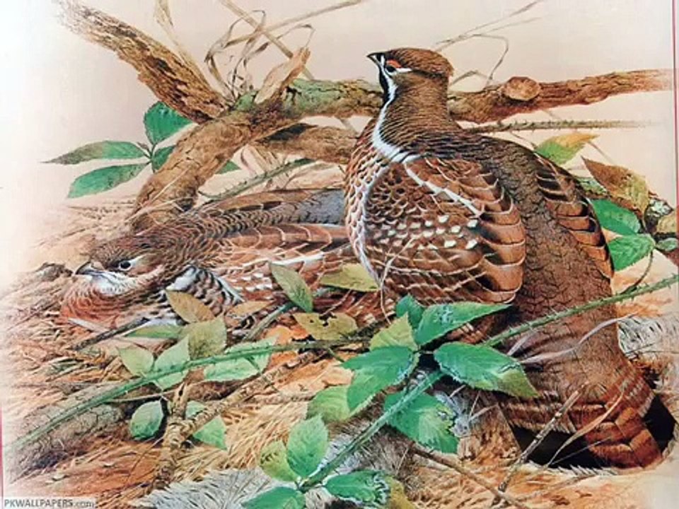 AH TA DIVNA STVORENJA