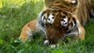 National Geographic Wild American Tiger 720p Full documentary bitbytezen wildfire