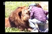 Living with Lions - Dangerous Companions[ National Geographic Wild ]