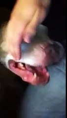 Crazy Pitbull hilariously attacks owner at the office