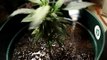 My Home Marijuana Growing (basic watering)