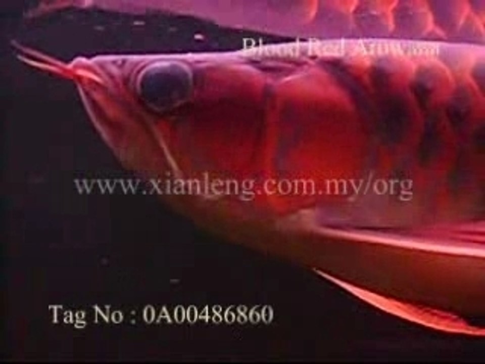 Xian Leng Blood Red Arowana (1)