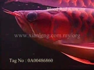Xian Leng Blood Red Arowana (1)