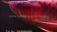 Xian Leng Blood Red Arowana (1)