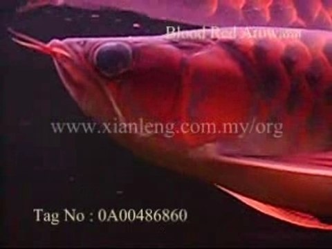 Xian Leng Blood Red Arowana (1)