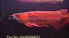 Xian Leng Blood Red Arowana (2)