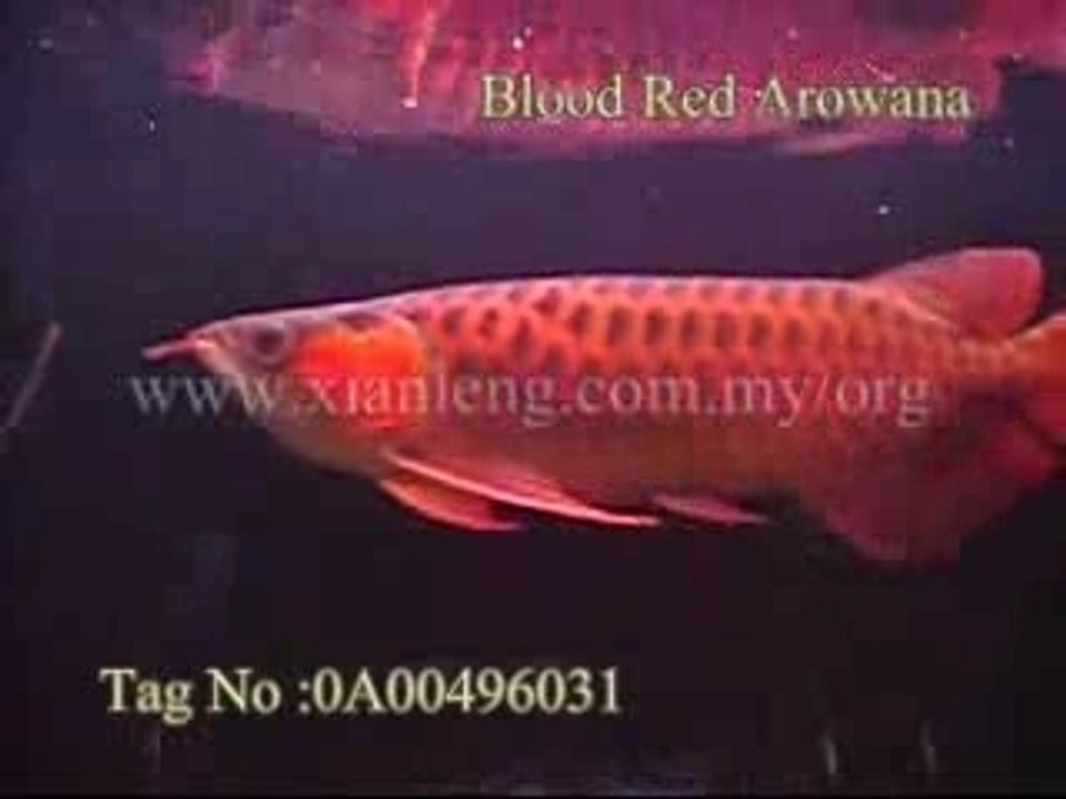 Xian Leng Blood Red Arowana (2)