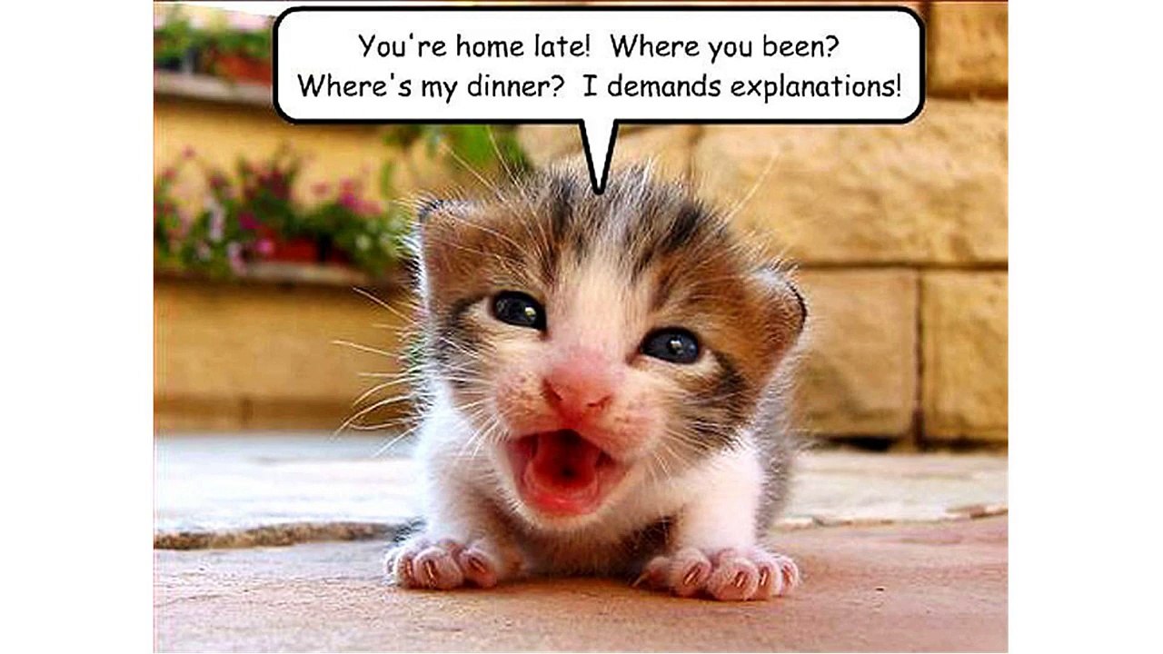funny animal pictures