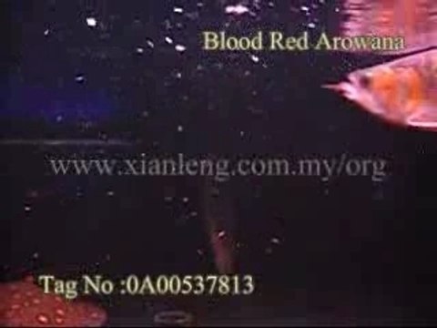 Xian Leng Blood Red Arowana (3)