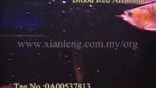Xian Leng Blood Red Arowana (3)