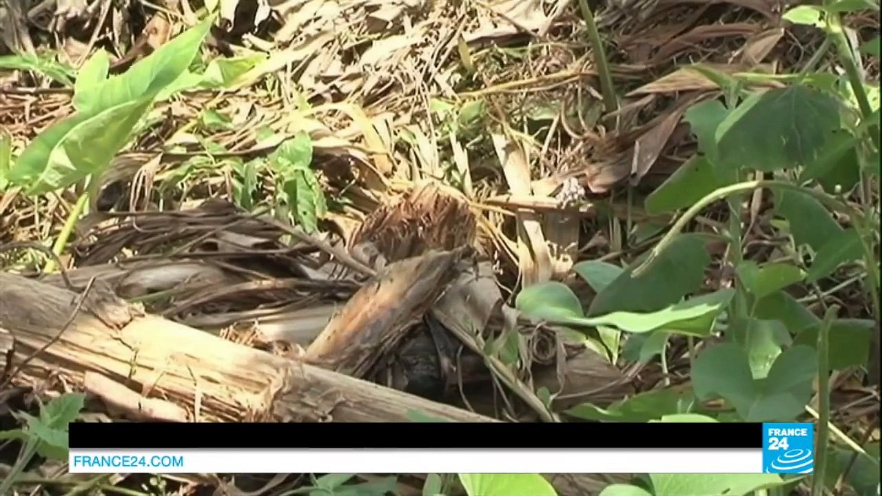 RD Congo : Meurtres, viols…. Bosco Ntaganda "Terminator" jugé pour crimes contre l’humanité
