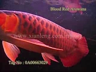 Xian Leng Blood Red Arowana (4)