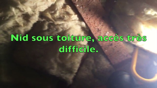 Gros nid de guêpes dans l'eure