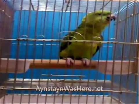 EZAN OKUYAN KAMET GETİREN FATİHA NAS FELAK İHLAS TEBBET SURELERİNİ BİRÇOK AYETİ EZBERE BİLEN PAPAĞAN