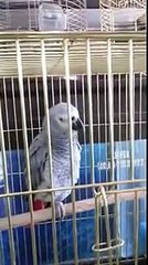 ALLAHI ÇOKÇA ZİKİR EDEN GÜZEL PAPAĞAN EY İNSANLAR BU NADİDE HAYVANLARI GÖRÜP İBRET ALMAZMISINIZ