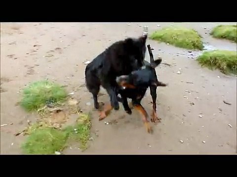 Doberman Rory playing fighting with best pal Skye the German shepherd