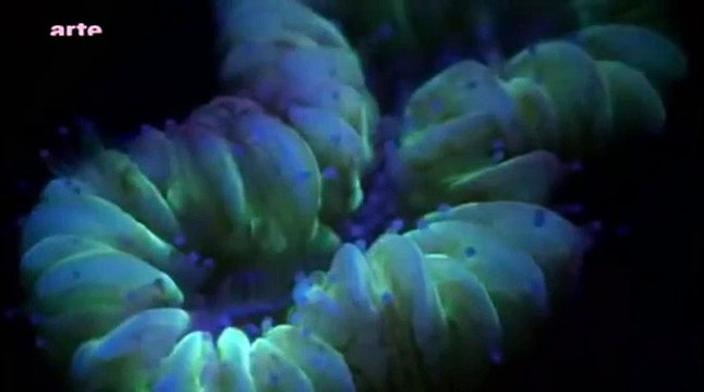 Créatures des profondeurs - part1