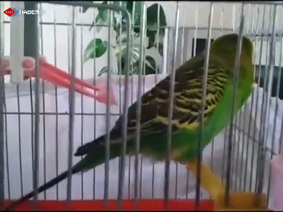 MUHABBET KUŞU İHLAS SURESİNİ EKSİKSİZ OKUYOR SAHİBİ GİBİ SESİ VAR NE ÖĞRETİLİRSE ONU SÖYLER