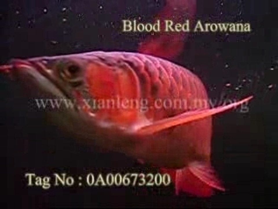 Xian Leng Blood Red Arowana (5)