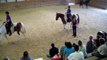 Golden Gait Stable - Horse Days Gaited Clinic - Oct 20, 2011 (1/5)