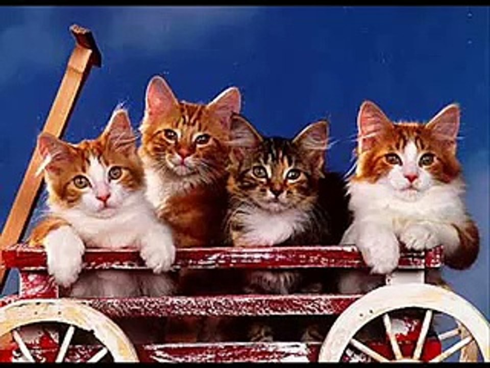 Kitty Cat Song!!