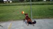 Bella Brown playing teather ball Boxer dog puppy