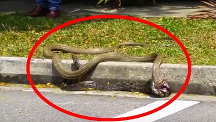 Crazy Cobra vs. Python FIGHT TO THE DEATH | What's Trending Now