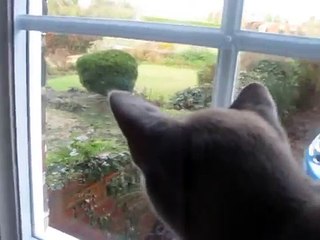 Burmese Blue - Bird Watching - Burmese Cat
