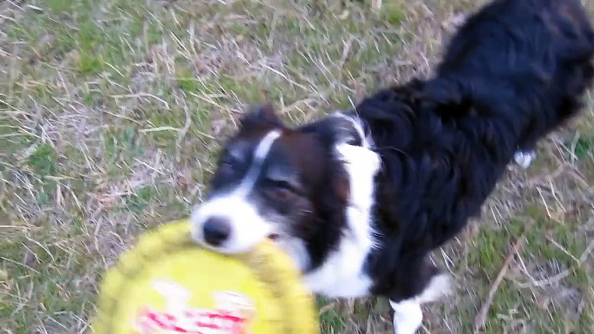 ⁣犬を連れてくる犬（Dog brings dog!）ボーダーコリーvsパピヨン