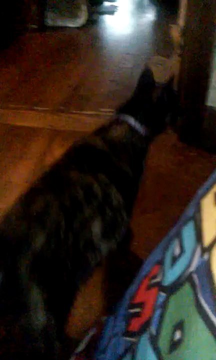 My kitty cat