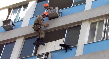 Le sauvetage d'un chat par des pompiers