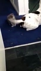 Kitten plays with big american staff dog! So cute