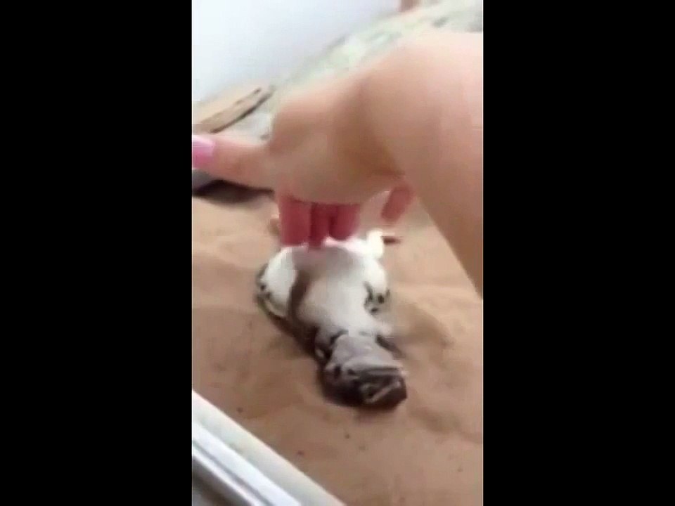 Lizard enjoying massages in the womb funny videos