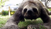 Cute Sloth Compilation: Sloths Crossing The Road: And Baby Sloths