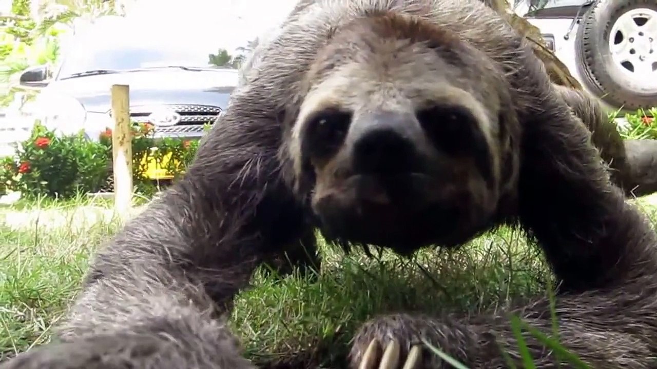 Cute Sloth Compilation: Sloths Crossing The Road: And Baby Sloths