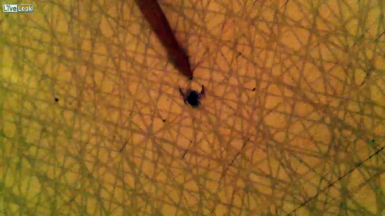 WTF is That