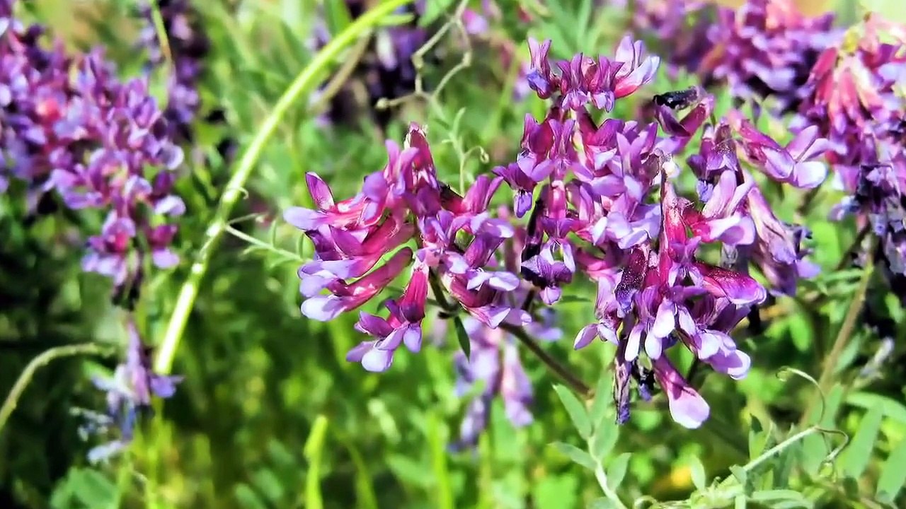 Wild Flowers#1 - HD