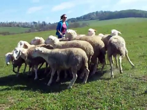 Border Collie Herding Sheep
