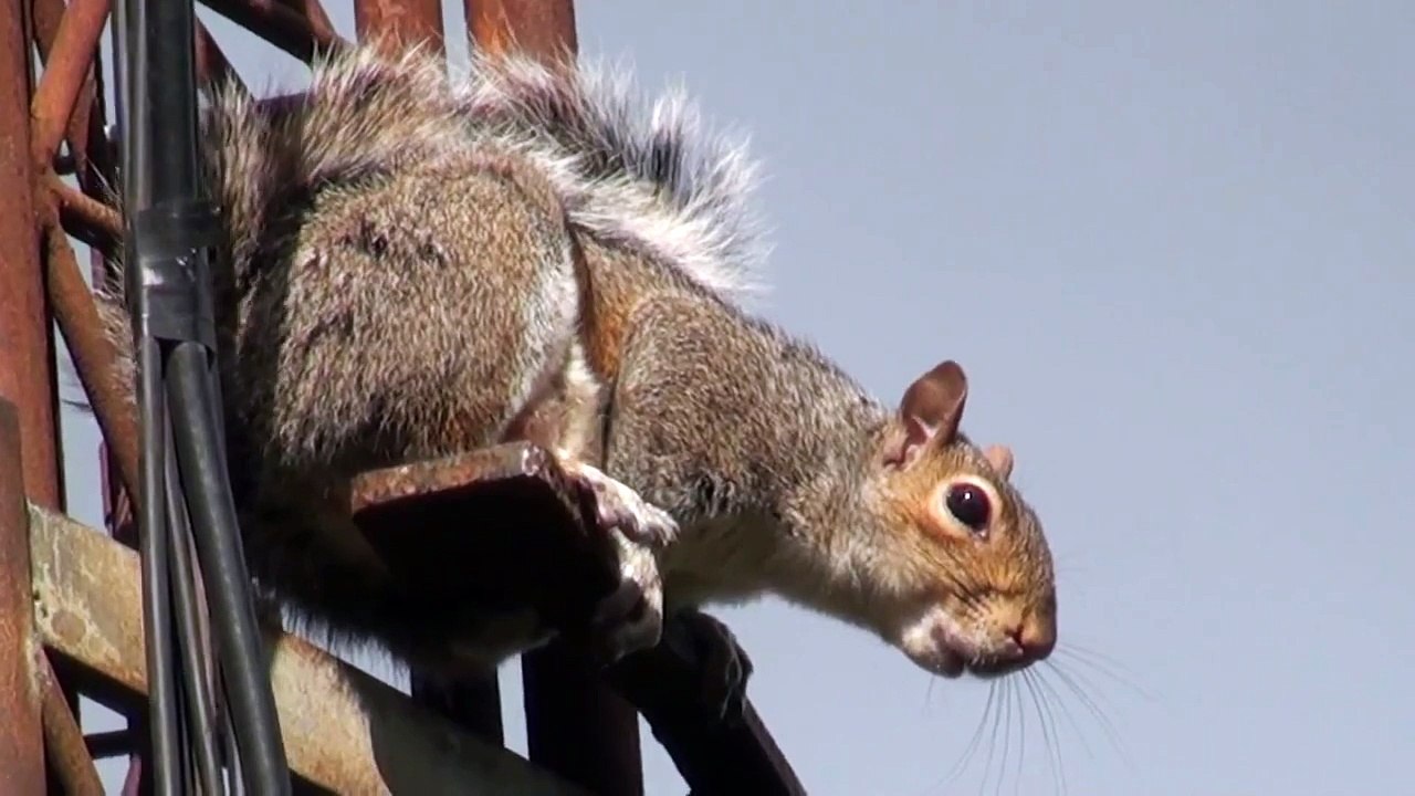 Somebody Please Help This Squirrel!