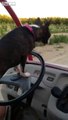 Boston Terrier demonstrates driving skills