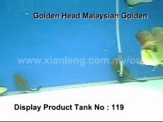 Xian Leng Golden Head MalaysianGolden3