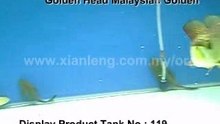 Xian Leng Golden Head MalaysianGolden3