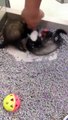 Ferrets Enjoy Playtime at the Pet Store