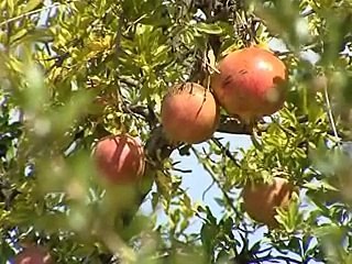 الزراعة في نيابة الجبل الاخضر - عُمان