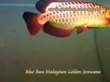 Xian Leng Blue Base  Arowana (2)