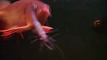 Red Tail Golden (RTG) eating