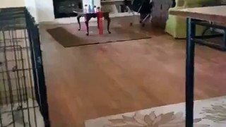 Cat Displays Remarkable On-the-Ball Skill